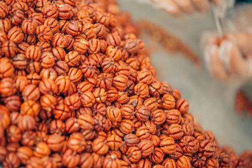 一顆售價近2元,圓滾滾的完整山核桃仁你見過嗎