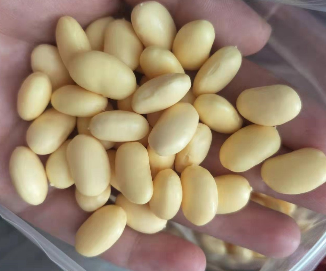 廠家直銷 仿真紅豆 花生米 腰果 玉米粒 豌豆 納豆 黃豆 大米模型