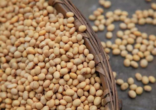 丹東這家有點傲嬌的工廠,想請你免費試吃他們的產品